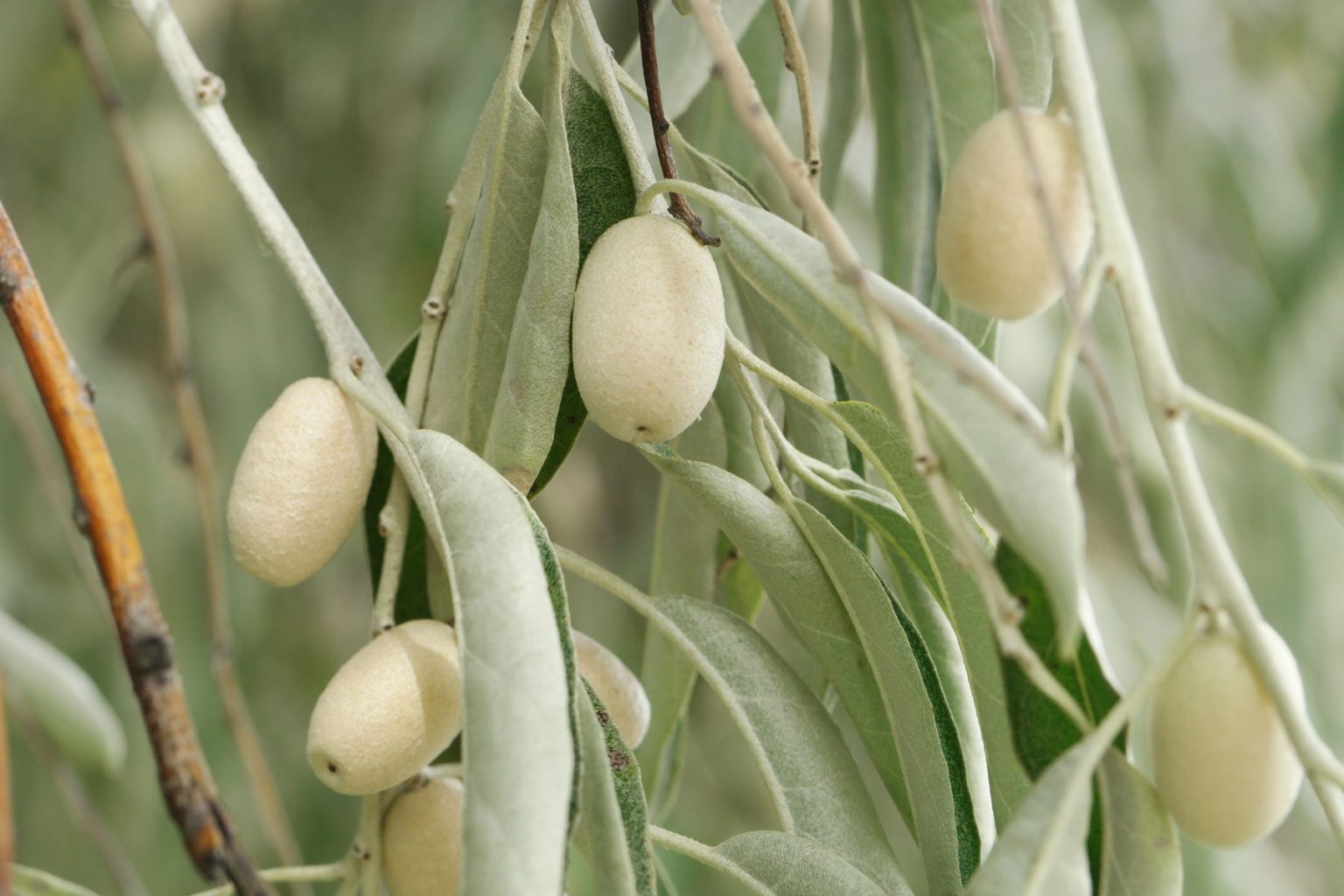 سنجد